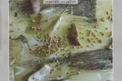 2007) Catalogo Amico pane